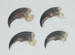 MEDIUM BLACK BEAR CLAWS