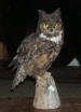 D-307 GREAT HORNED OWL