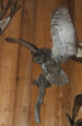 E-006 GREAT HORNED OWL