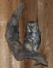 E-767 SAW WHET OWL
