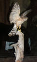 K-322 SHARP SHINNED HAWK