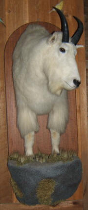 K-752 MOUNTAIN GOAT FRONT
