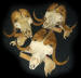 MUSK OX SKULLS