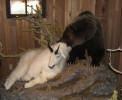 PG-GRIZZLY-DEAD-GOAT-2