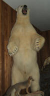 PG-LS-POLAR-BEAR