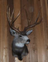 PG-MULE-DEER-HEAD-3
