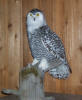PG-SNOWY-OWL-4