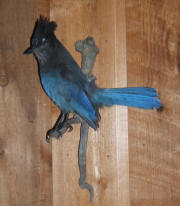 PG-STELLERS-JAY-1