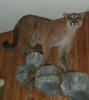 PG-WALKING-COUGAR-4