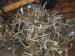 BULK WHITETAIL DEER ANTLERS