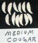 COUGAR TEETH